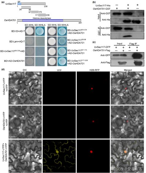 New Phytol And Small Rna Seq和chip Seq联合分析助力揭示稻曲菌抑制水稻免疫的新机制 组蛋白chip Seq和rna Seq联合分析 Csdn博客