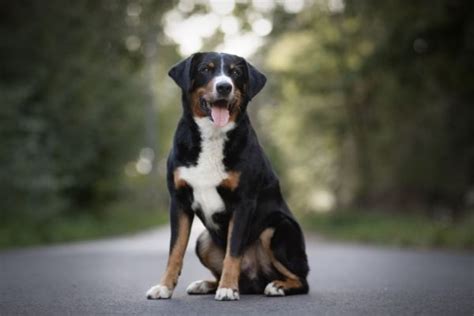 アッペンツェラー・キャトル・ドッグってどんな犬種？値段・性格・飼い方・かかりやすい病気・購入方法を解説 Inunavi（いぬなび）