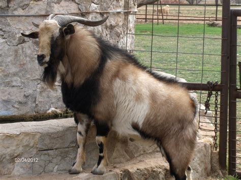 Kiko Goats For Sale Texas Janda Ranch Call Now