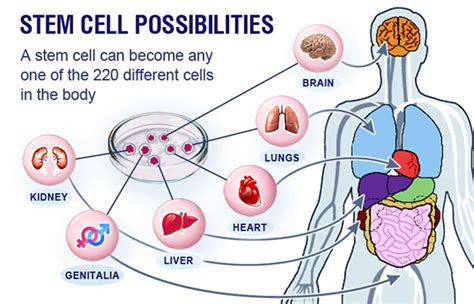 Stem Cells Application | Biohellenika Asia