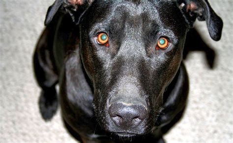 The Labradane: A Labrador Great Dane Mix