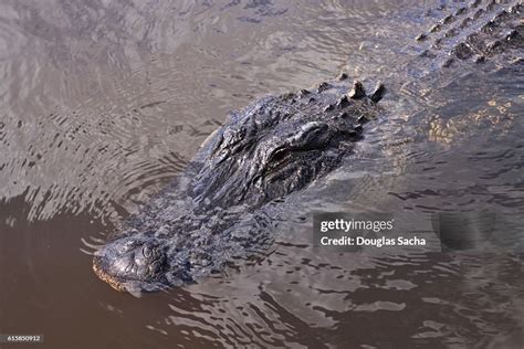 High Anglr View Of A Swamp Gator High-Res Stock Photo - Getty Images