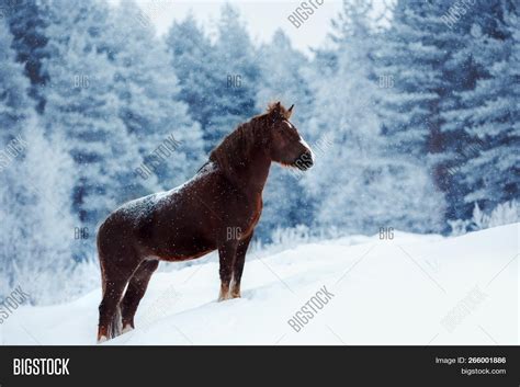 Clydesdale Horse Image & Photo (Free Trial) | Bigstock