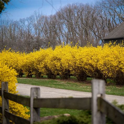 Top 15 Beautiful Shrubs for Front of House - TheTalkHome