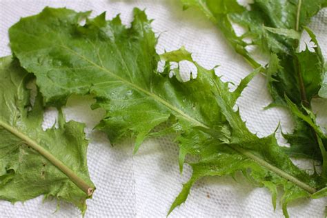 The Most Addictive Dandelion and Broccoli Leaf Chips by Susan Cooks Vegan