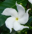 Cuba National Flower Butterfly Jasmine Pictures