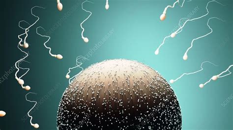 Sperm Meeting An Egg Cell Stock Video Clip K009 4824 Science