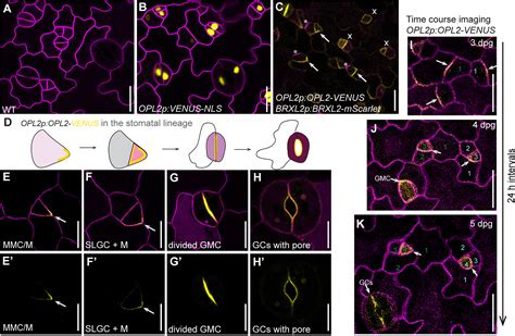 Arabidopsis Stomatal Lineage Cells Establish Bipolarity And Segregate