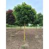 Acer Platanoides Globosum Rable Plane Boule