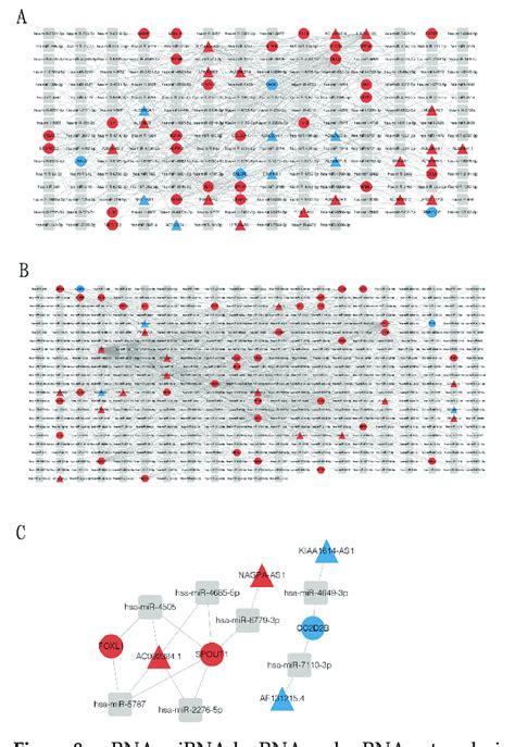 Mrna Mirna Lncrna And Cerna Networks In Small Cell Lung Cancer