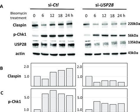 Effect Of Usp28 On The Claspin And P Chk1 Proteins Expression After Download Scientific Diagram