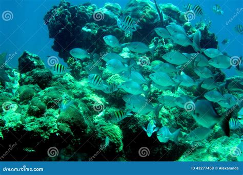 Coral Reef Tropisk Fisk Och Havliv I Det Karibiska Havet Arkivfoto