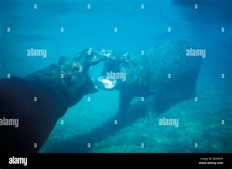 Hippopotame Hippo Walking Underwater Hippopotamus Amphibius San Diego