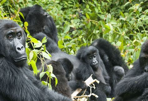 Gorilla Trekking Uganda Trip Advisor Safari Vacations Travel Services