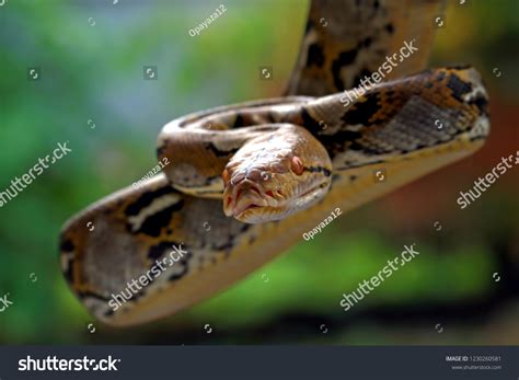 python reticulatus reticulated python stock photo  shutterstock