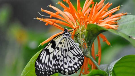 Meijer Gardens Annual Butterflies Are Blooming Exhibit Opens Monday