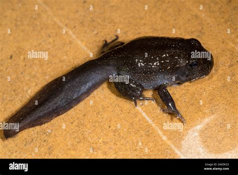 Giant Burrowing Frog Changing From Tadpole To Frog Stock Photo Alamy