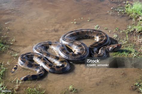 Anaconda Snake In Water Stock Photo - Download Image Now - Anaconda ...