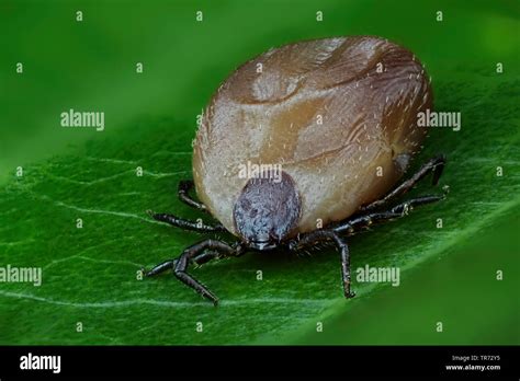 European Castor Bean Tick European Sheep Tick Ixodes Ricinus On A