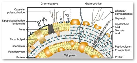 What Causes H Pylori Infection... The Most Insidious Infection Around?