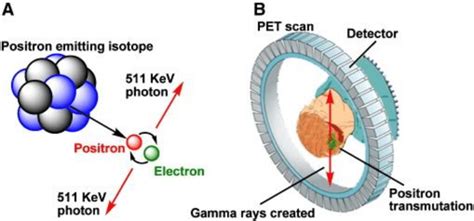 A A Positron And An Electron Annihilate And Produce Two 511keV