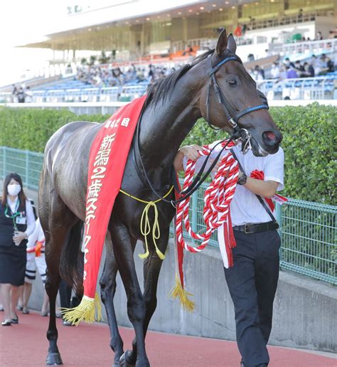 【注目馬動向】新潟2歳s覇者キタウイングは阪神jfへ スポーツ報知