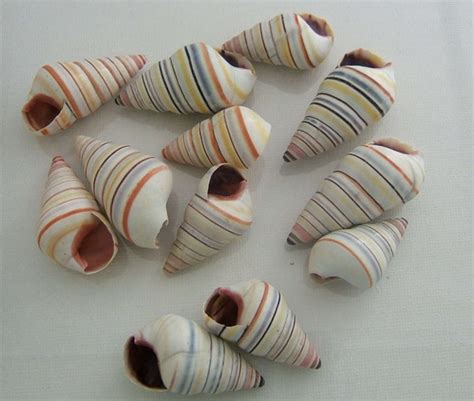 Tree Snails Craft Shells