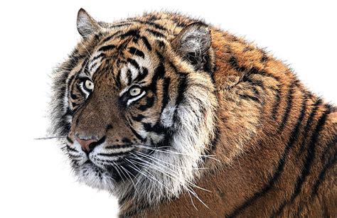 Tiger Png Transparent Image Download Size 960x623px