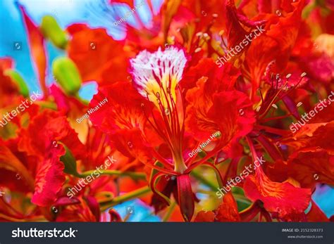 Summer Poinciana Phoenix Flowering Plant Species Stock Photo 2152328373