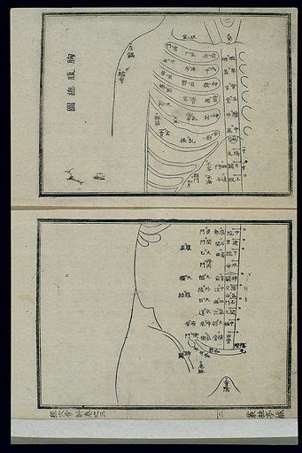 Acu Moxa Chart Points Of The Thorax And Abdomen Japanese Free Public