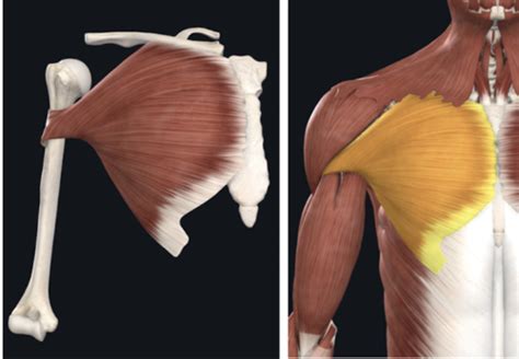 Lab 5 Chest Abdomen Back Flashcards Quizlet