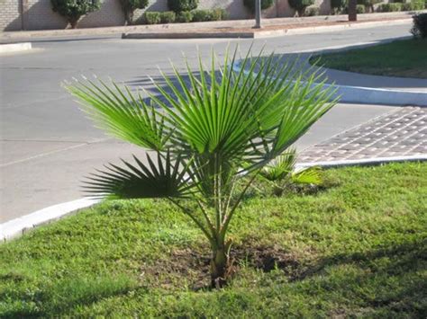 Trasplantar Palmeras Guia De Jardineria Jardin Con Palmeras