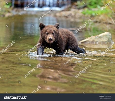 Little Bear In Their Natural Habitat Stock Photo 142871902 : Shutterstock