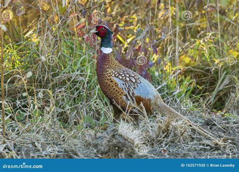 Male Ring Necked Pheasant Stock Photo Image Of Ring 162571930