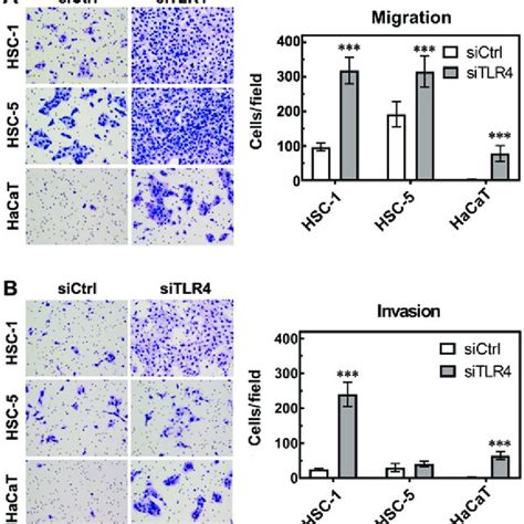 TLR4 Knockdown Enhances The Migration And Invasion In SCC And HaCaT