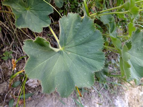 Alchemilla Mollis Rosaceae Image 56492 At PhytoImages Siu Edu