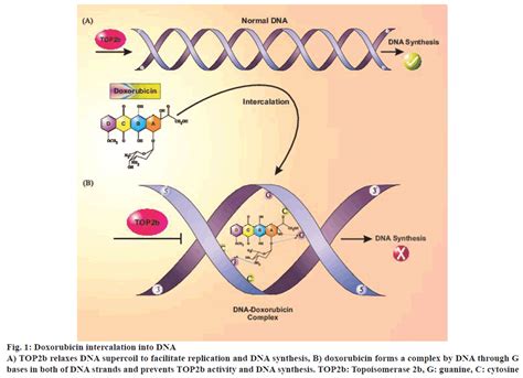 Molecular Mechanisms Of Cardiotoxicity A Review On Major Side Effect