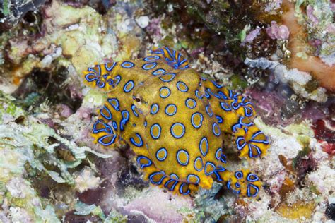 La pieuvre à anneaux bleus une espèce mortelle présente principalement