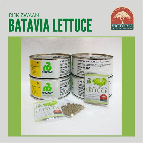 Rijk Zwaan Batavia Invicta Lettuce Pelleted Seeds Pills Rz