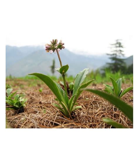 Huile Essentielle Nard De L Himalaya Nardostachys Jatamansi