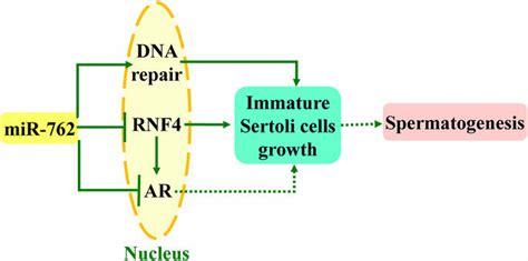 Model Of The Main Findings Of This Study Mir Promotes Immature