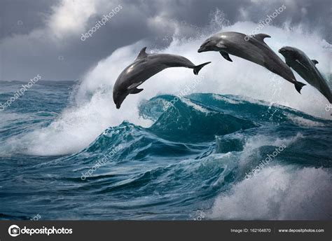 Dolphins jumping over ocean wave — Stock Photo © vitaliy_sokol #162164870