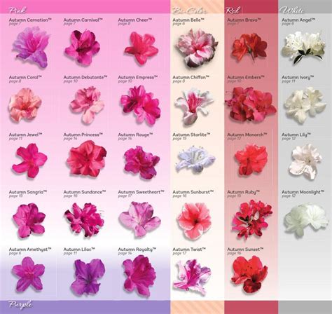 Encore Azaleas multi seasonal bloom cycle. 30 varieties, sun tolerant ...