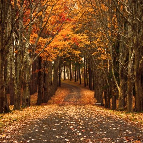 Bosque Oto Al Pisos En Venta Y Alquiler En Globaliza