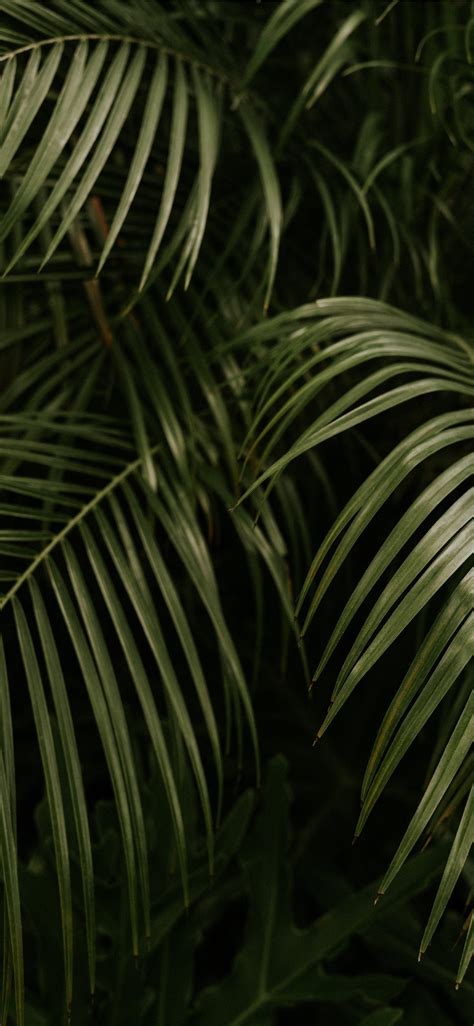 Palm Leaves Iphone Wallpapers K Hd Palm Leaves Iphone Backgrounds