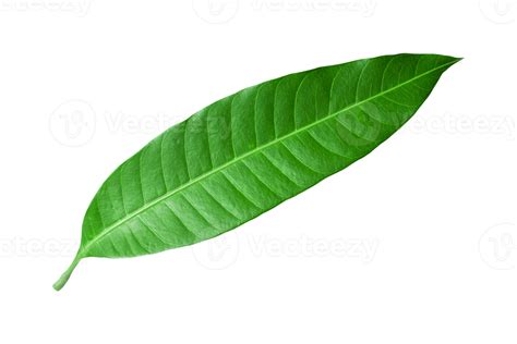 Mango Leaves Isolated On Transparent Background 22803870 PNG