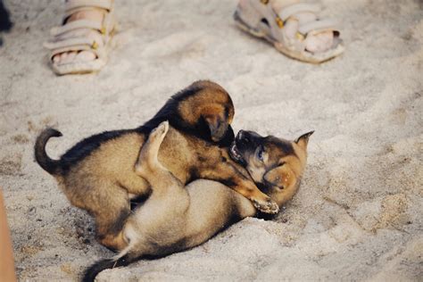 Puppies Playing Photos, Download The BEST Free Puppies Playing Stock ...