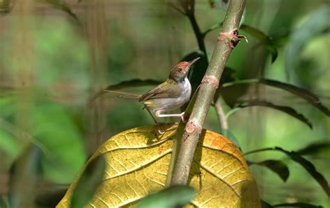 Burung Kicau Di Indonesia Dulu Dan Kini Burung