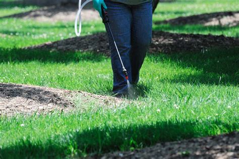 How Long After Spraying For Weeds To Plant Grass Seed Storables