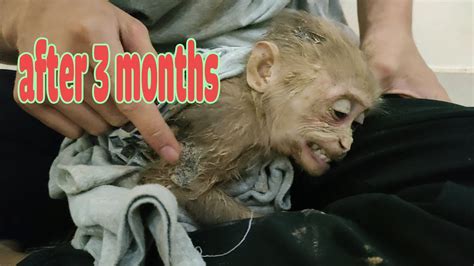 Baby Monkey Elly Poor Baby Monkey After Months In New Home Youtube